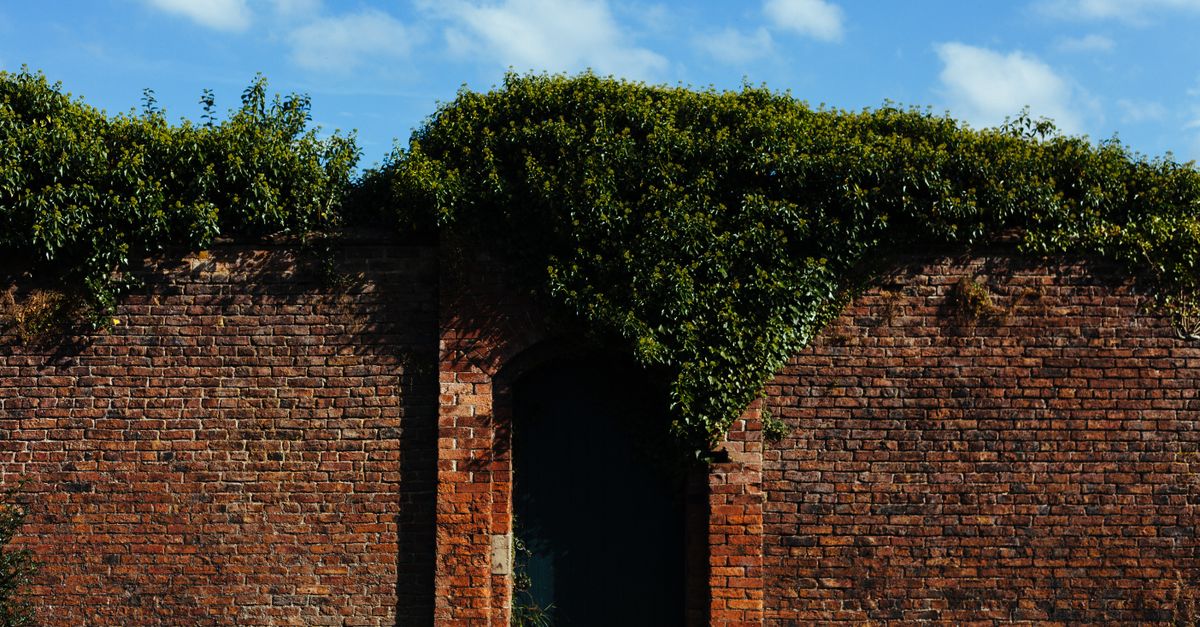 A lush, ivy-covered brick wall with a mysterious hidden doorway in a garden setting.