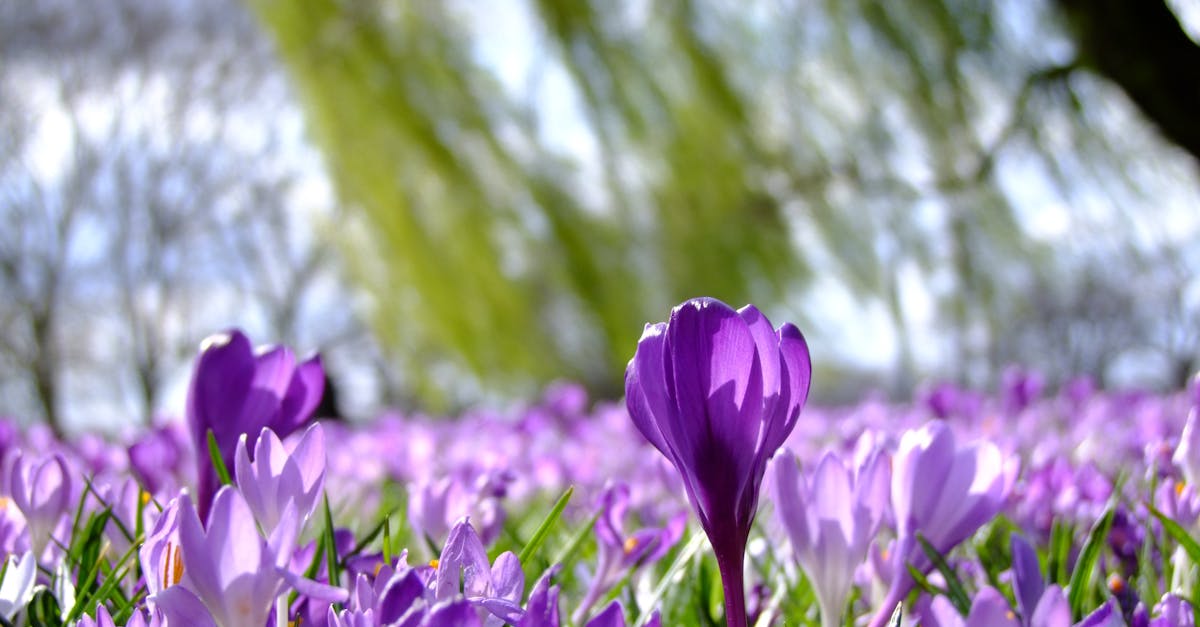 Close-up of vibrant purple crocus flowers blooming in a field during springtime.