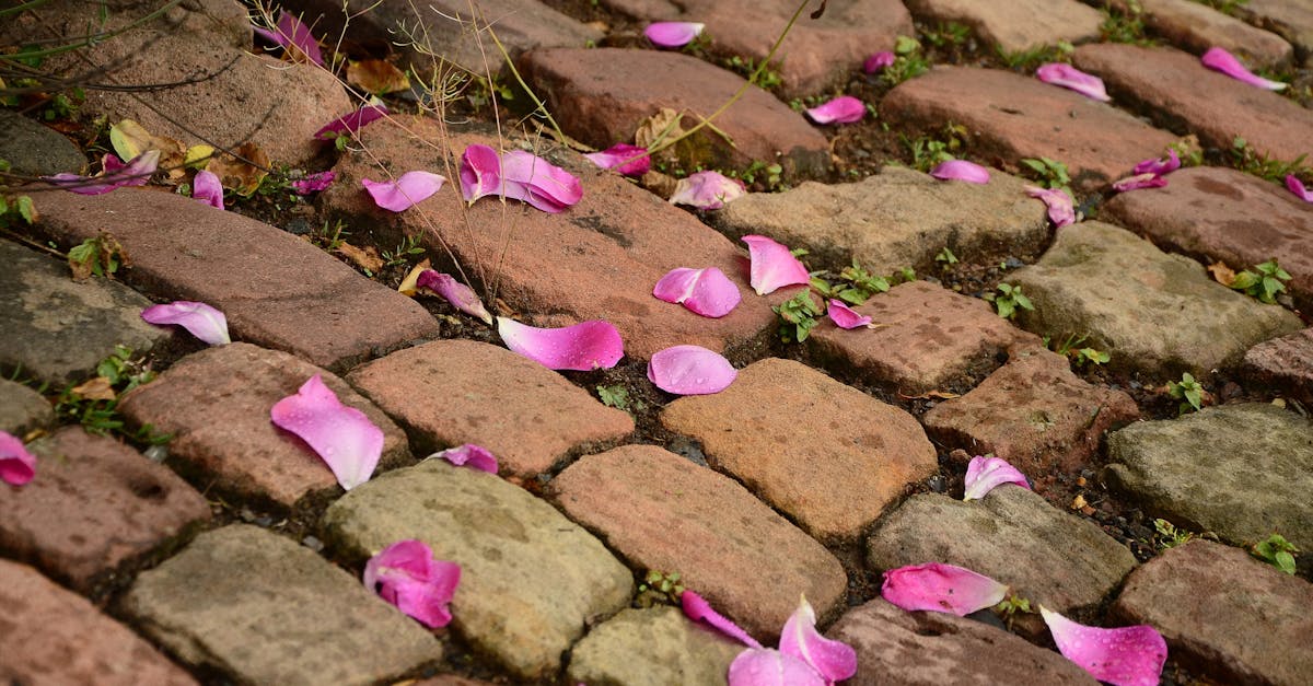 Scattered pink petals adorn a charming cobblestone pathway, highlighting a blend of nature and history.