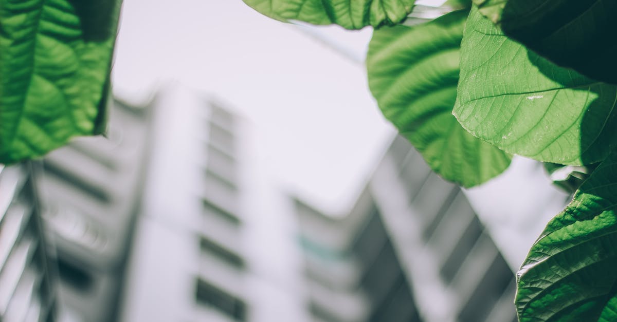 Vibrant green leaves contrast against a blurred modern high-rise building, depicting urban nature.