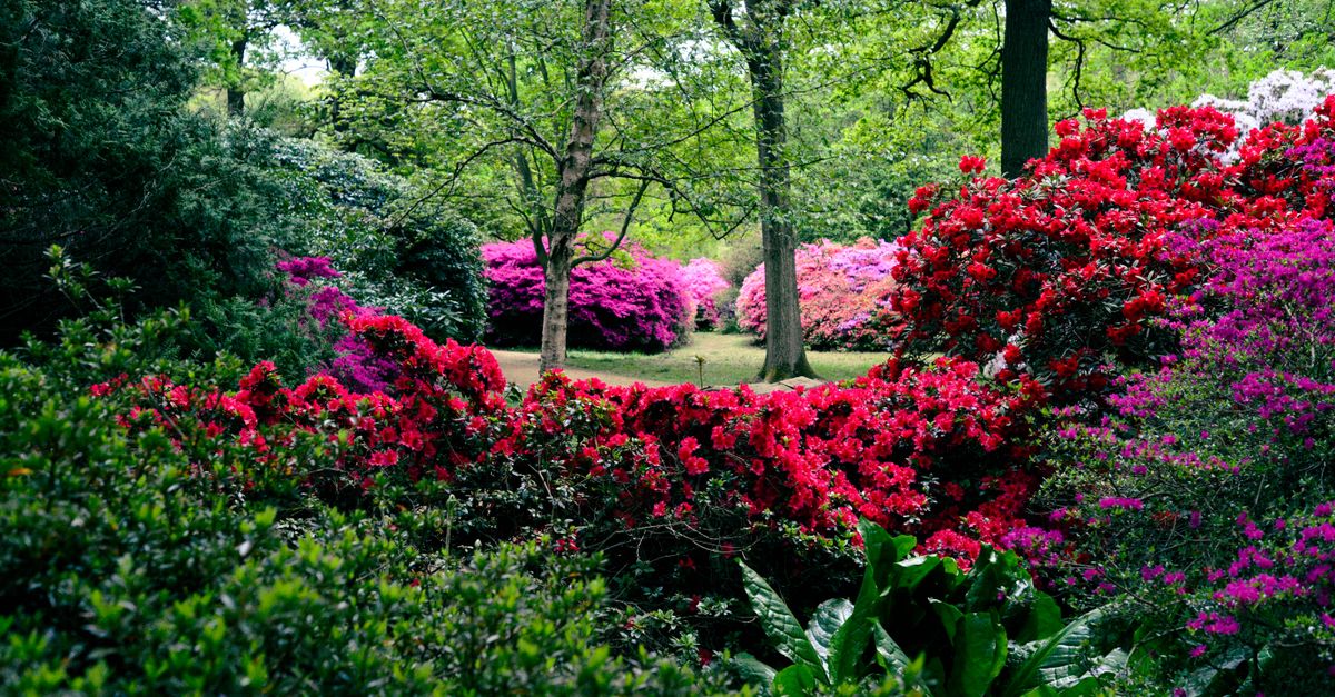 Vibrant spring garden with blooming azaleas and lush greenery under the canopy of tall trees.