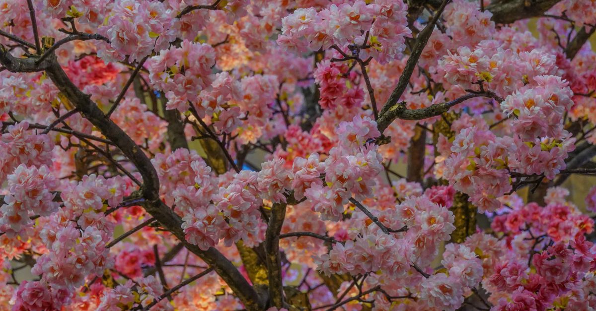Close-up of pink cherry blossoms in full bloom on tree branches, signaling spring.