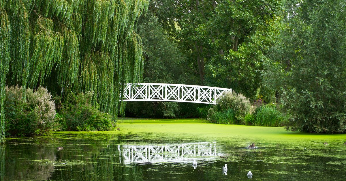 A serene scene of a white bridge over a tranquil pond in St Neots, England, surrounded by lush greenery.