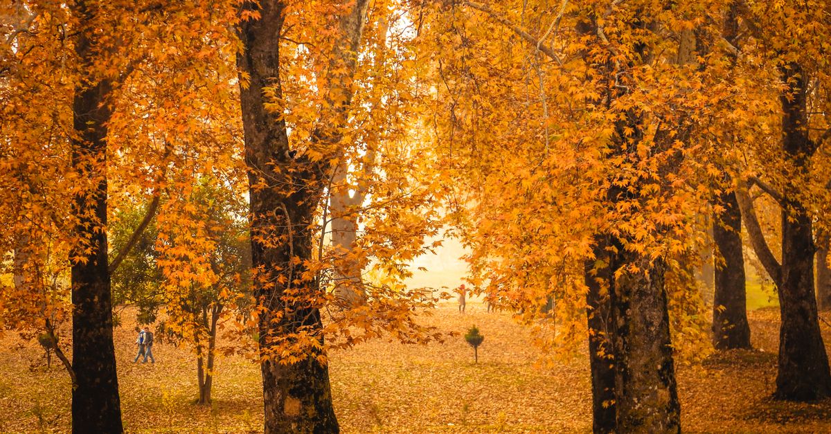 third_section_image_data.image_alt
