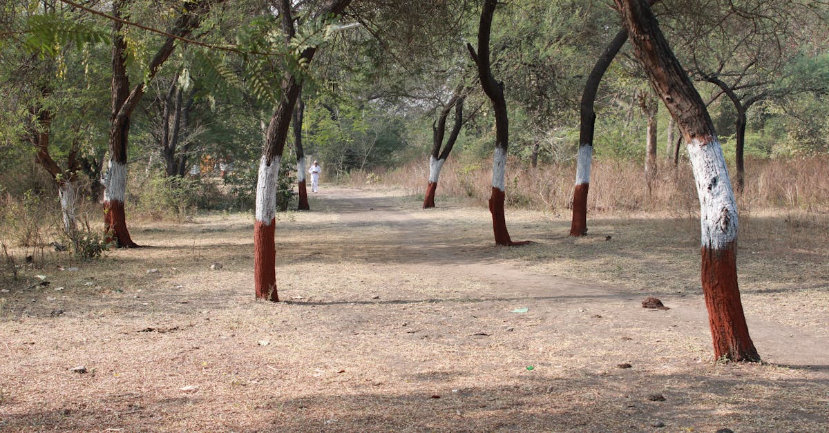 A serene pathway lined with trees painted at the base, capturing the tranquility of a forest setting.