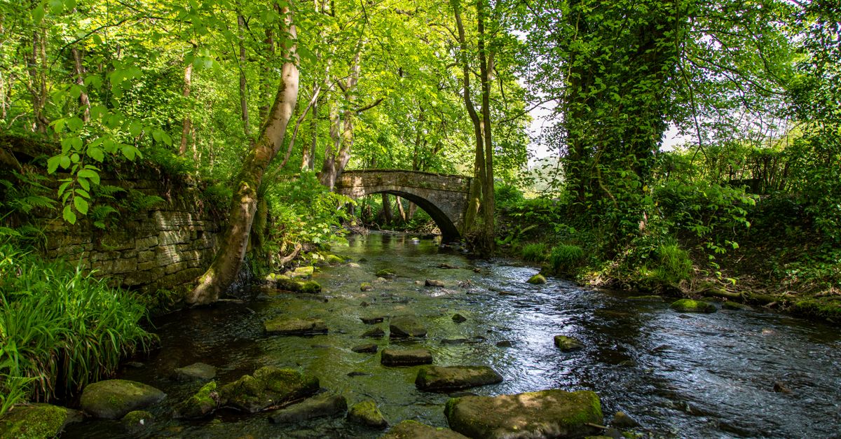 Peaceful forest scene with a stone footbridge over a gentle stream.
