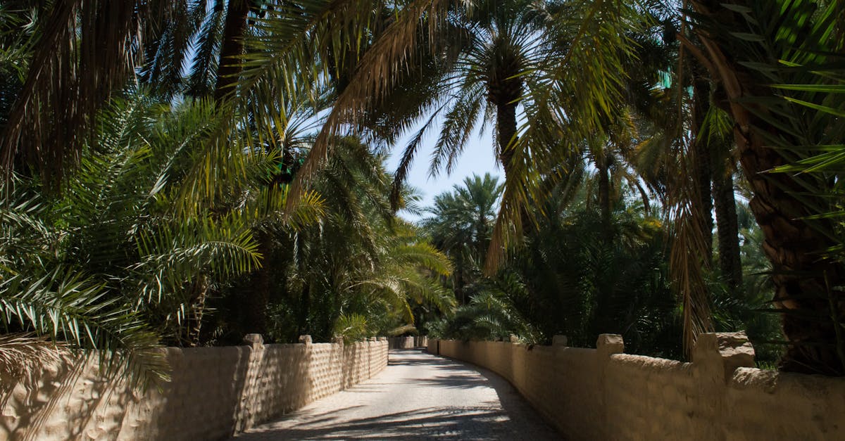 A serene palm tree pathway in Al Ain Oasis, Abu Dhabi, showcasing tropical vegetation.