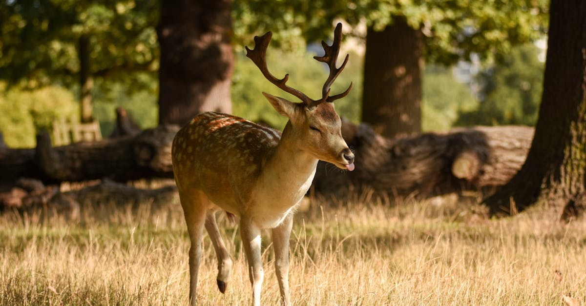A striking roe deer stands amidst tall grass in Richmond Park, showcasing its antlers in the autumn sunlight.