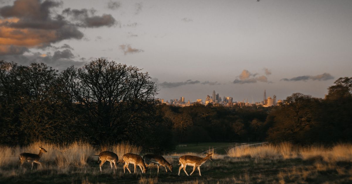Group of deer grazing in Richmond Park with London skyline at sunset.