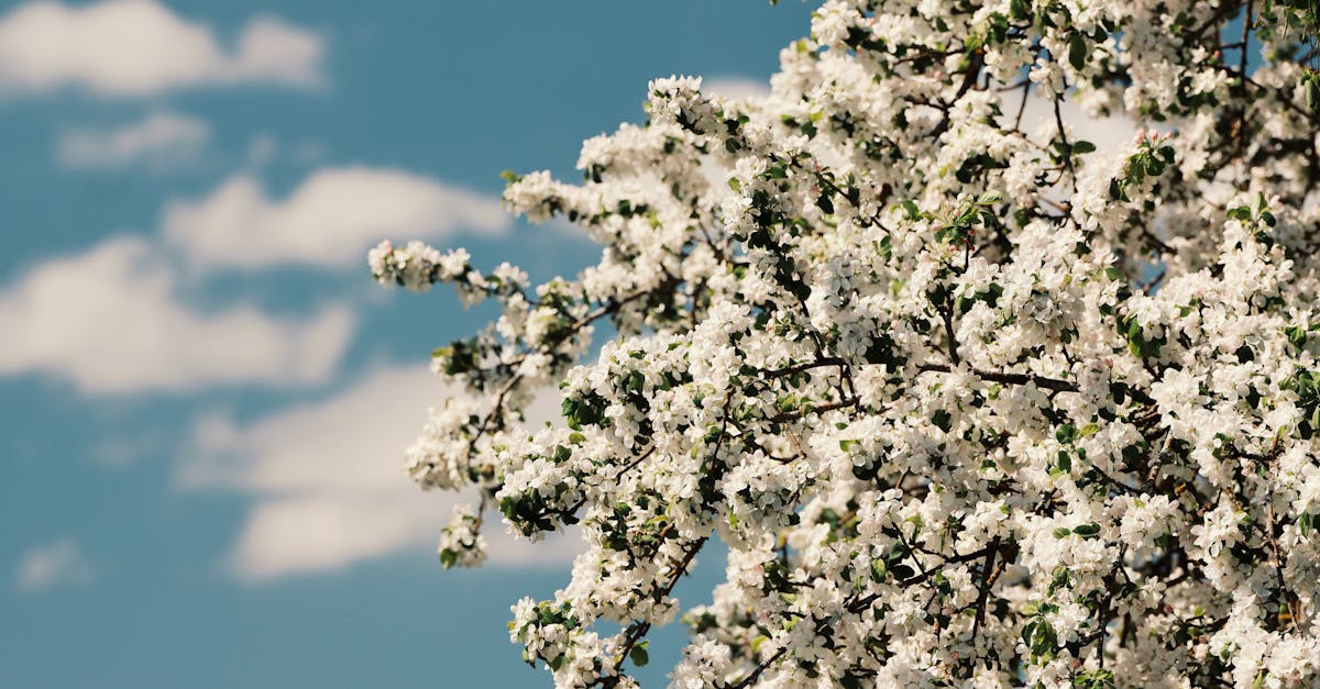 A beautiful display of cherry blossoms under a bright blue sky in spring.