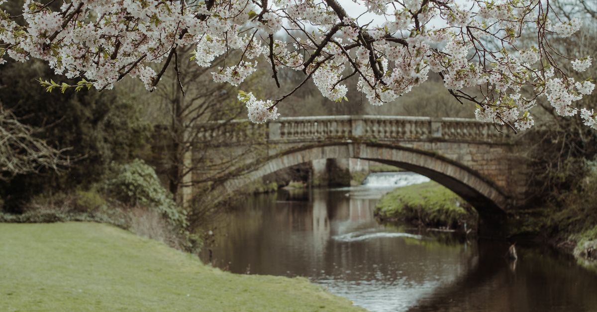 A peaceful spring landscape featuring cherry blossoms over a rustic stone bridge and river.