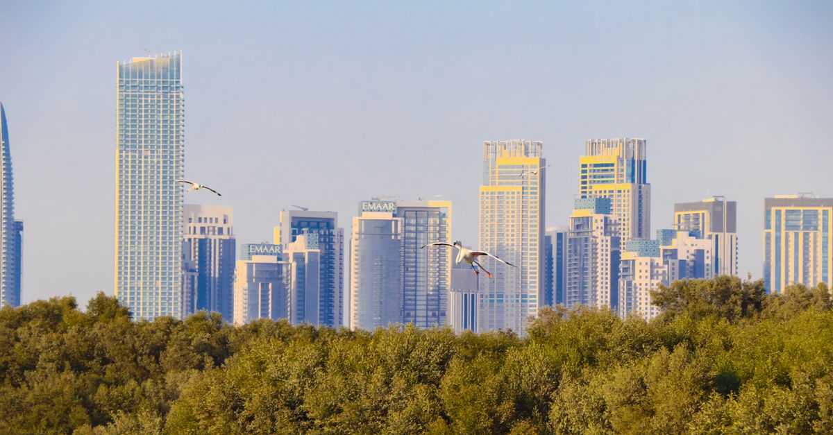 A scenic view of Dubai's skyline with birds flying over lush mangroves.