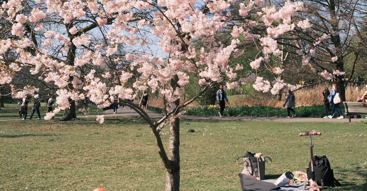 Springtime picnic under pink cherry blossoms in a vibrant park setting with people walking.