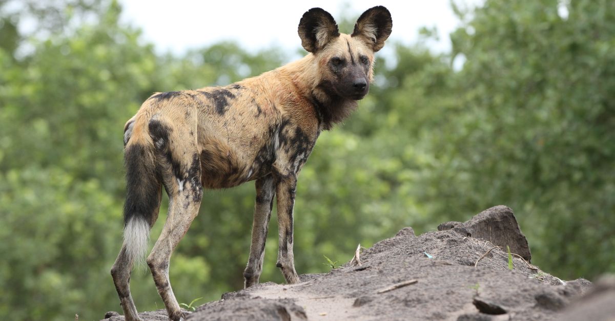 African wild dog standing on rocky terrain in Savuti, Botswana.