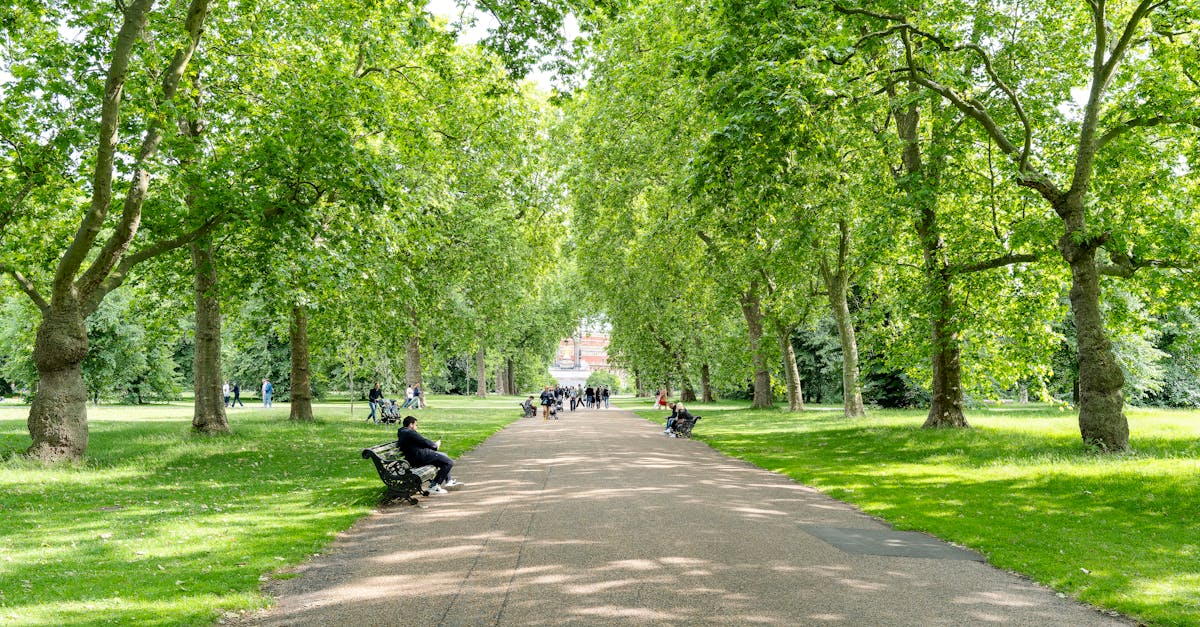 A peaceful summer day in a London park with benches and lush green trees lining a pathway.