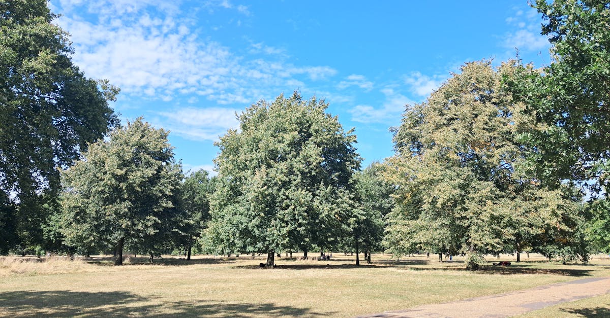 A tranquil summer scene capturing lush green trees under a bright blue sky in Hyde Park, London.