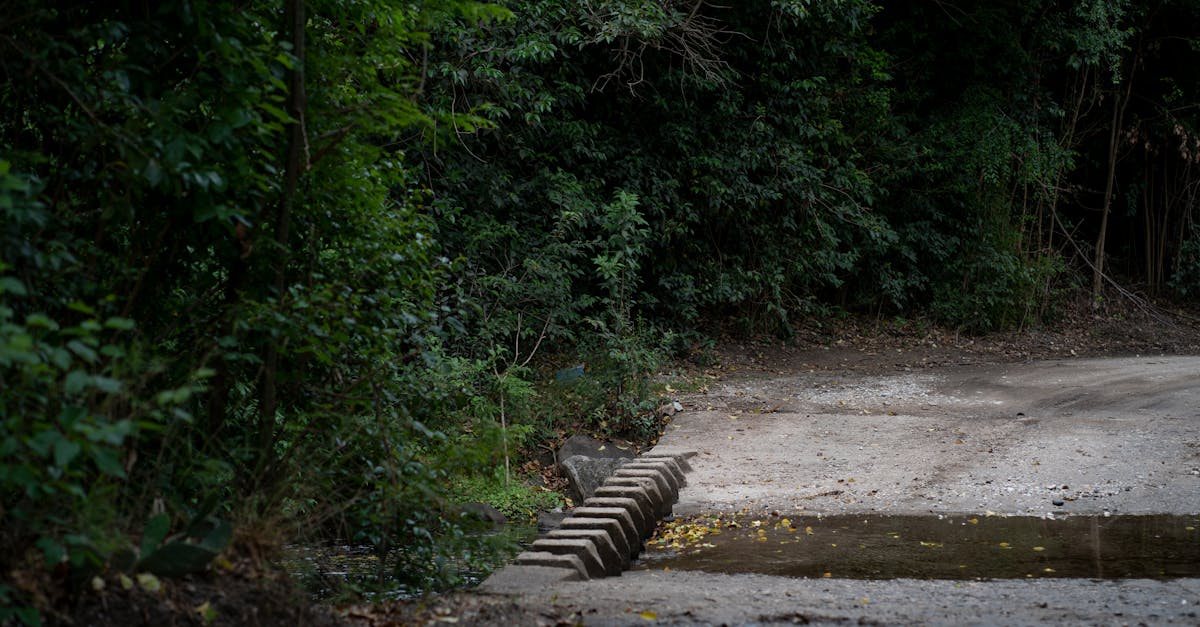 Secluded forest pathway with lush greenery near Córdoba, Argentina.