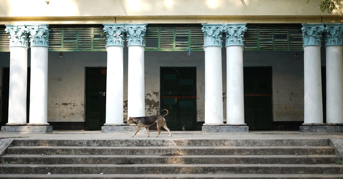 A solitary stray dog walks by a classical building with ornate columns.