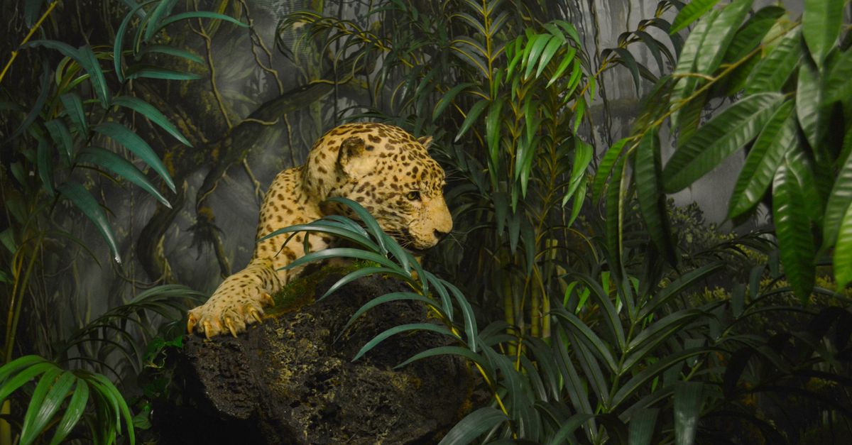A powerful leopard camouflaged within dense jungle leaves, showcasing nature's raw beauty and mystery.