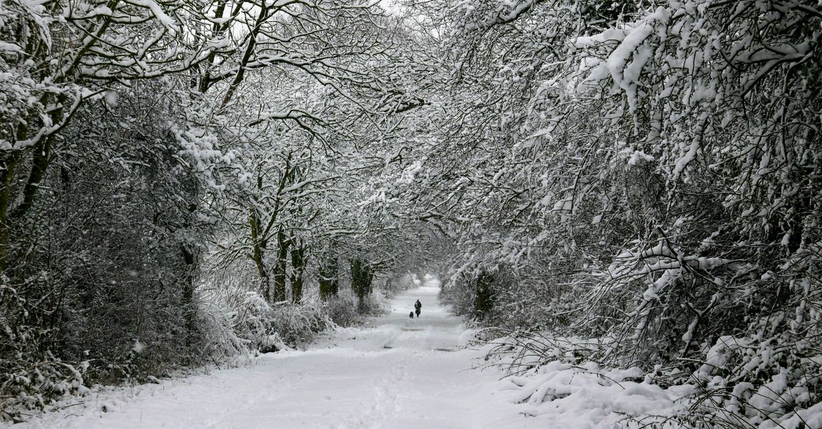 Explore a serene snowy path surrounded by trees in a winter wonderland in Scotton, UK.