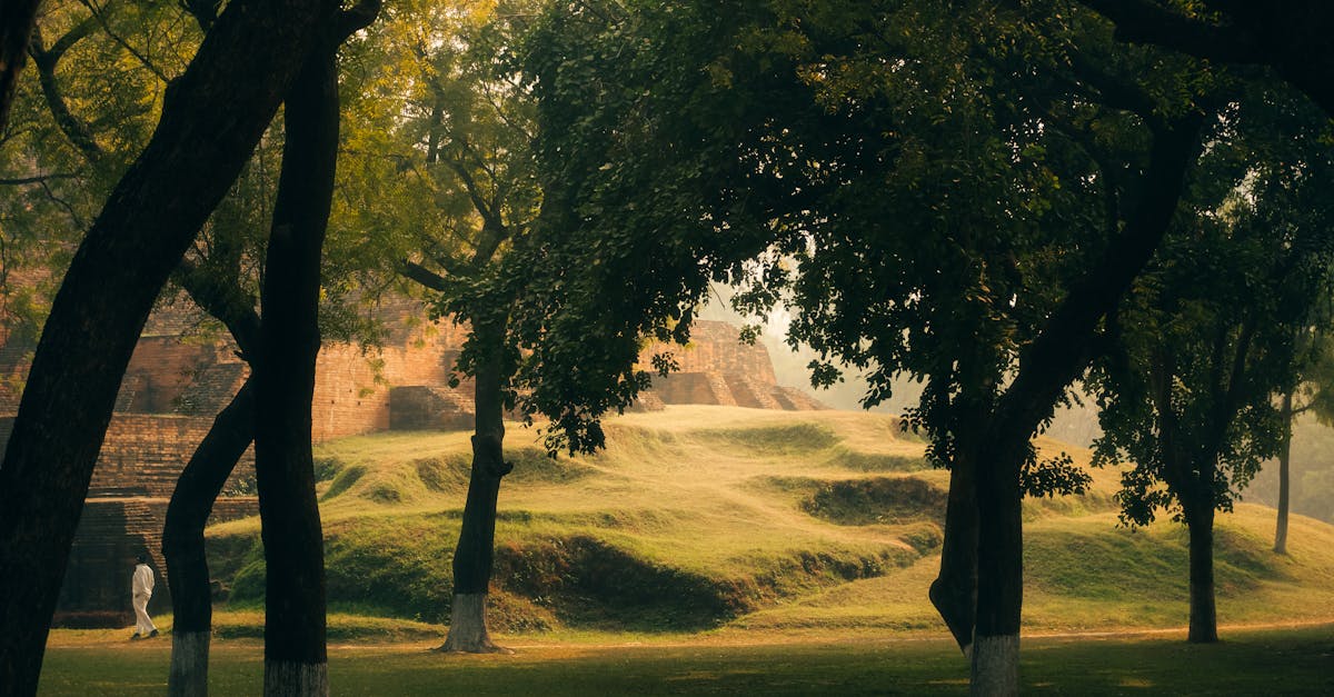Gentle morning light over Chaukhandi Stupa in Varanasi, India, framed by lush trees.