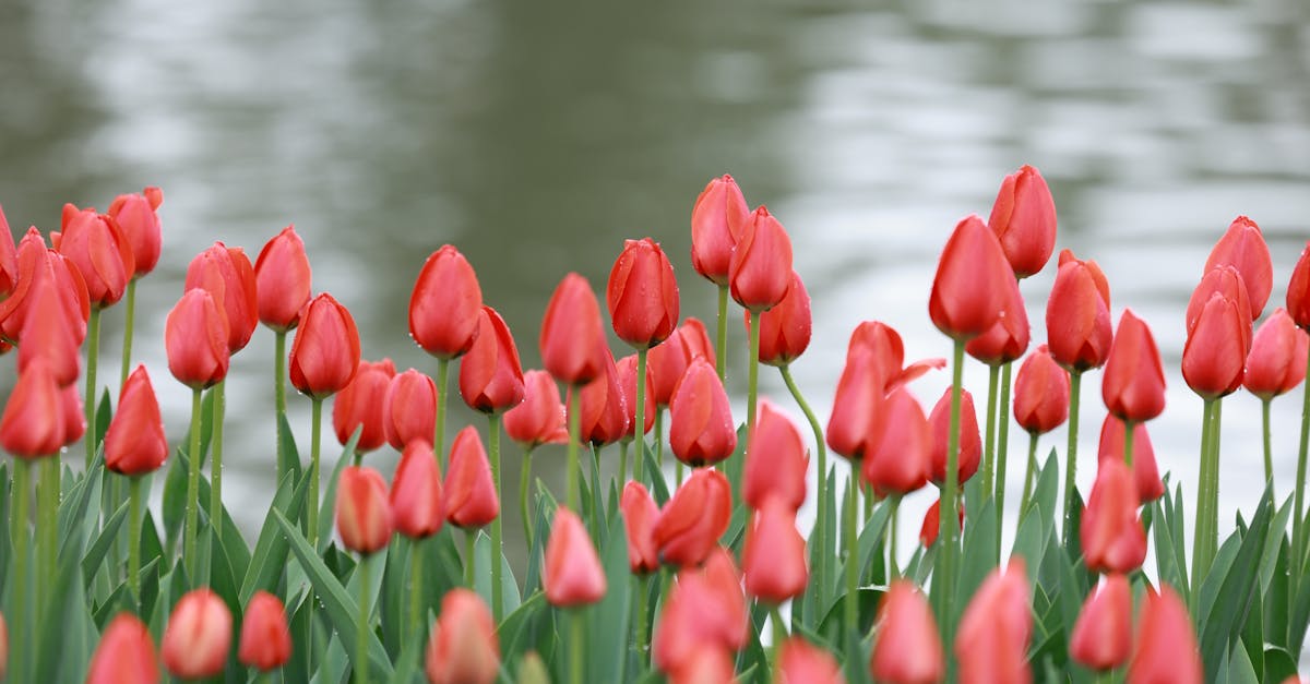 Beautiful red tulips in full bloom near a tranquil pond, showcasing nature's vibrant colors.