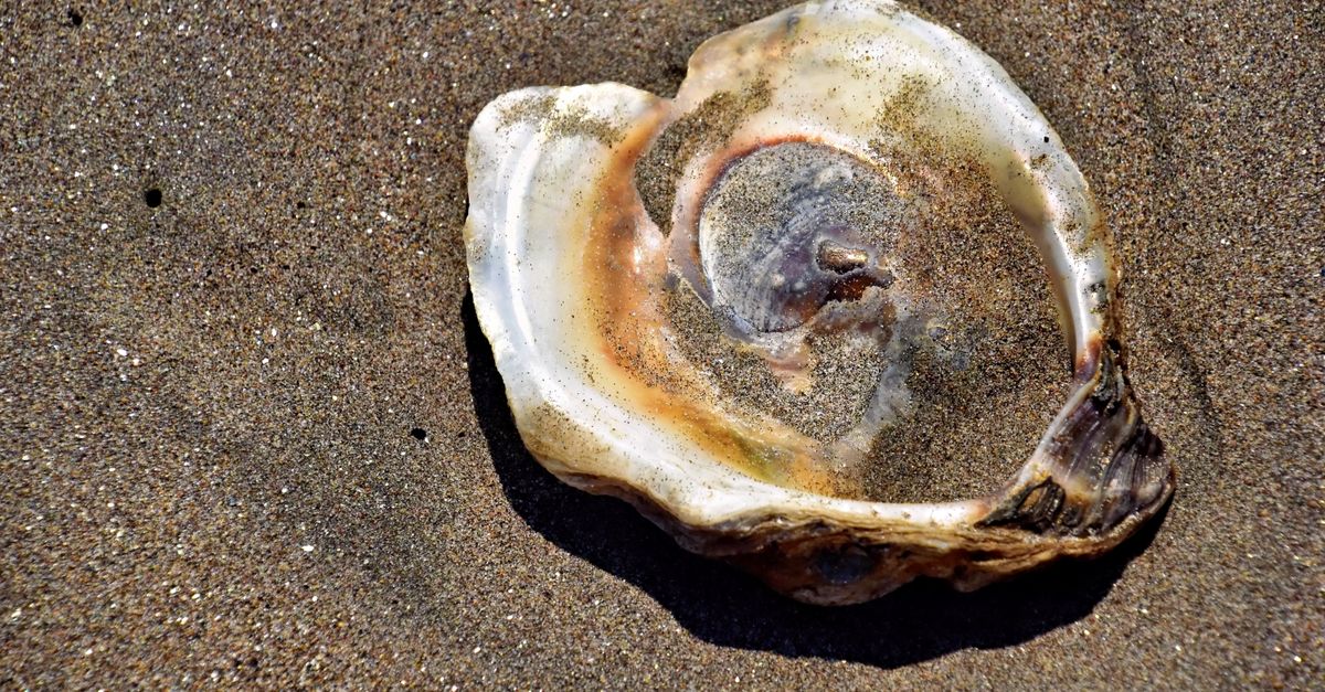Detailed seashell resting on the sandy beach, capturing the texture and color contrast.