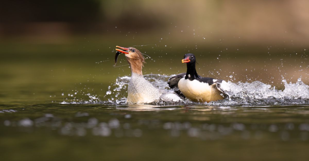 Dramatic scene of merganser ducks capturing fish in a river in Guangzhou, China.
