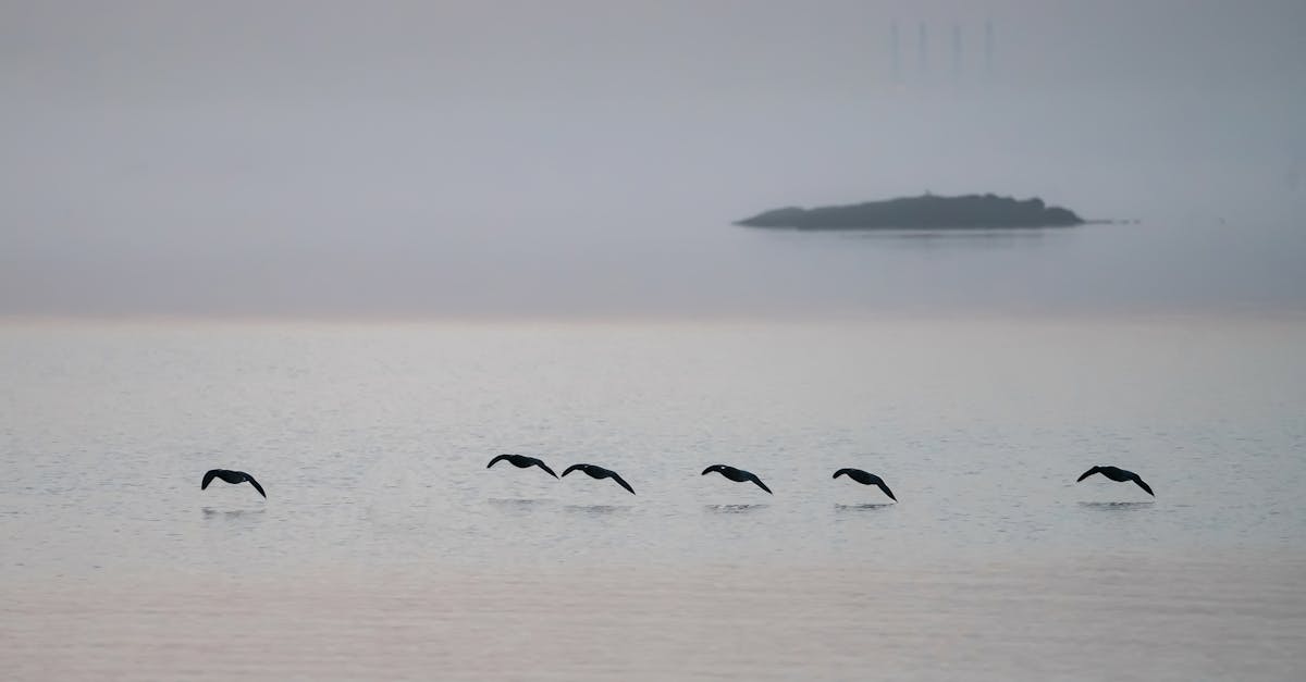 A tranquil scene of birds flying low over a misty lake, exuding peace and calm.