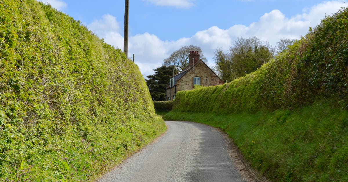 Charming rural lane with lush hedges leading to a stone cottage on a sunny day.
