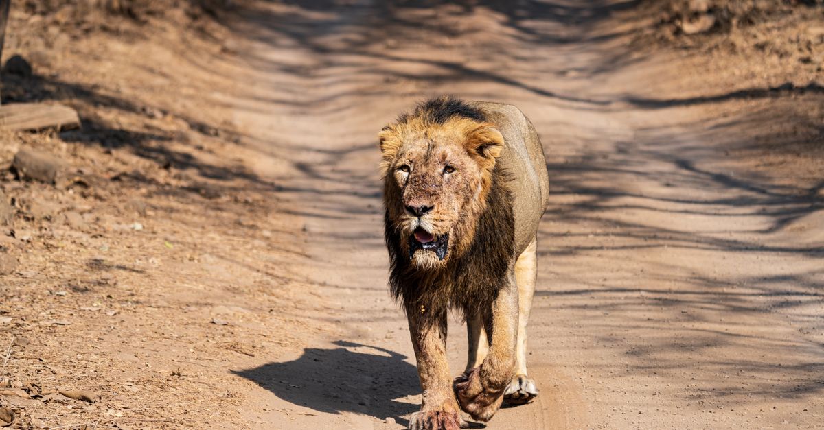 A majestic Asiatic lion walking confidently on a dirt road in Sasan Gir, Gujarat, India.