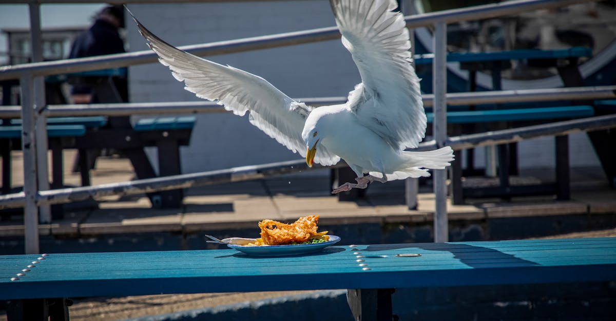 A seagull swooping down towards a plate of fish and chips on a seaside bench in England.