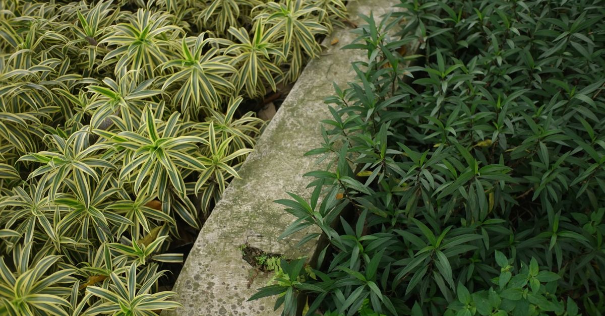 A striking composition of variegated and dark green plants separated by a concrete divider.
