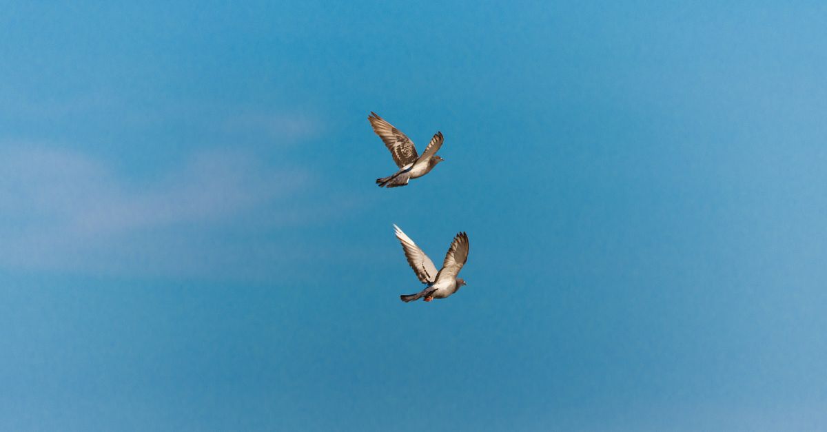 Two pigeons gracefully flying against a vibrant blue sky, capturing a serene moment in nature.
