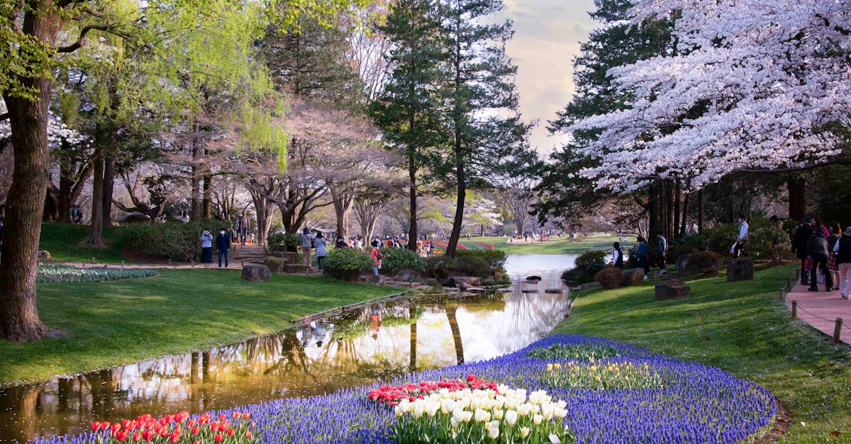 Beautiful spring garden in Tokyo with cherry blossoms and tulip flowers by a tranquil stream.