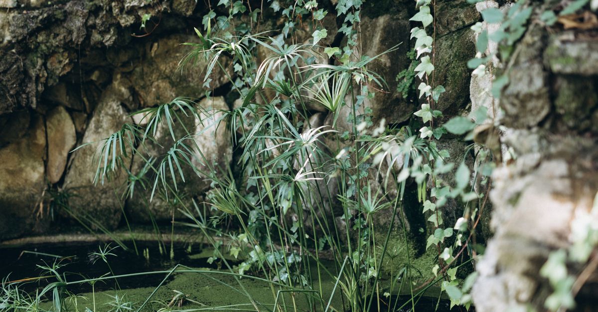 A serene and natural setting with lush ivy and plants surrounding a secluded pond, creating a tranquil atmosphere.
