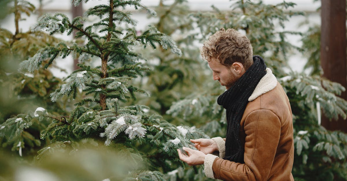 A man in a brown jacket and scarf examines a snowy blue spruce tree outdoors in winter.