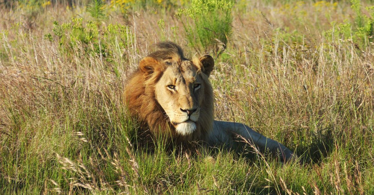 A majestic lion with a full mane rests in the sunlit grassland, showcasing wild beauty.