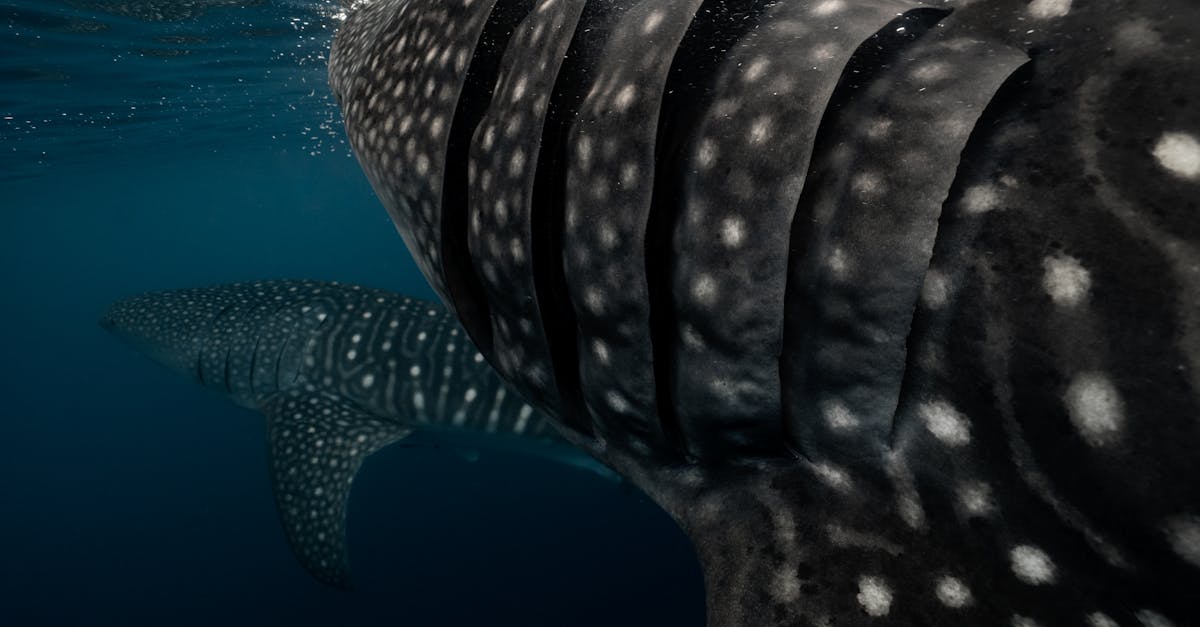 third_section_image_data.image_alt